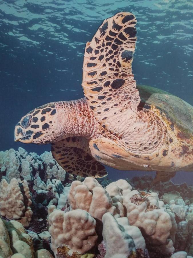 Ocean View Paradise 2アパートメント エクステリア 写真